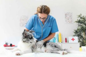 Pasar Pet Care Meledak! Pet Shop dan Klinik Hewan yang Belum Go Digital Berisiko Kehilangan Banyak Pelanggan